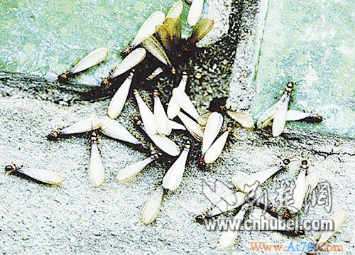 武汉25%房子遭白蚁危害年直接经济损失达7千万