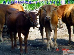 西门塔尔牛价格西门塔尔牛特征养什么牛最好 西门塔尔牛价格西门塔尔牛特征养什么牛最好