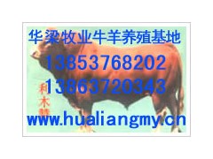 农业养殖信息畜牧养殖信息肉牛羊养殖信息中国牛羊供求网