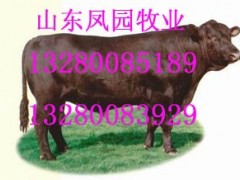 改良牛品种介绍养牛养肉牛秸秆养牛酒糟养牛技术