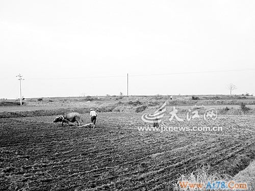 江西余江县数百亩良田被征建商铺别墅(组图)