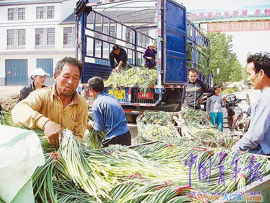 山东蒜薹价格开秤每公斤7.2元创新高(组图)
