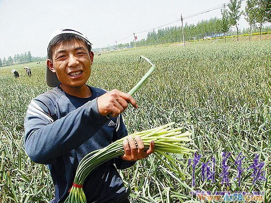 山东蒜薹价格开秤每公斤7.2元创新高(组图)