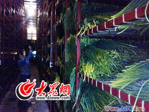 山东蒜薹价格跟进疯涨蒜商收购后囤积冷库