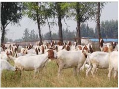 波尔山羊养殖技术视频波尔山羊养殖场老百姓牧业波尔山羊