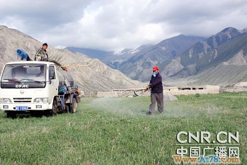 新疆精河县暴发蝗虫灾害8万多亩牧场受灾