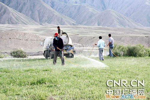 新疆精河县暴发蝗虫灾害8万多亩牧场受灾