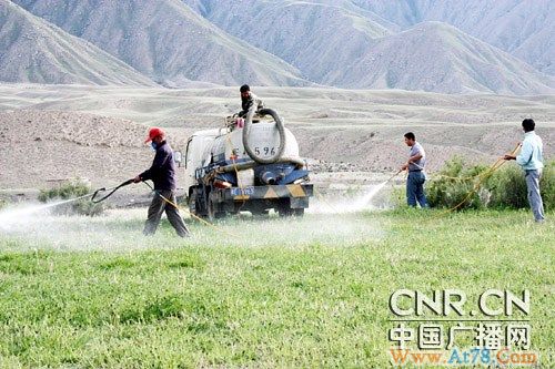 新疆精河县暴发蝗虫灾害8万多亩牧场受灾