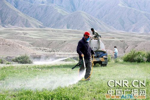 新疆精河县暴发蝗虫灾害8万多亩牧场受灾