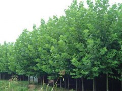 供应山东速生法桐