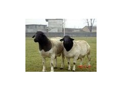 牛羊供求畜牧养殖信息肉牛育肥技术山羊育肥基地诚信牧业