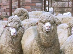 小尾寒羊供求小尾寒羊养殖基地小尾寒羊育肥技术