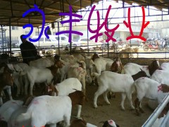 供波尔山羊，波尔山羊多产母羔技术