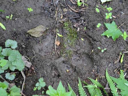 黑龙江迎春发现野生东北虎踪迹(组图)