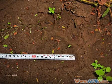 黑龙江迎春发现野生东北虎踪迹(组图)