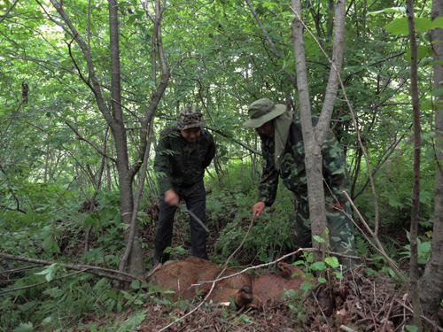 黑龙江迎春发现野生东北虎踪迹(组图)