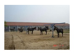 供应肉驴，德州驴，三粉驴，质量上乘价格便宜