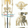 供应骨骼模型|人体骨骼男性全身模型
