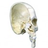 供应人体解剖模型|颅模型骨半颅