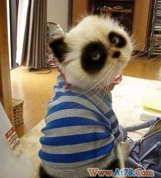 疯狂女球迷的世界杯仲夏之夜