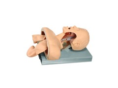 气管插管训练模型|高级气管插管训练模型(带报警) 气管插管训练模型|高级气管插管训练模型(带报警)