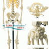 解剖模型|人体骨骼男性全身模型
