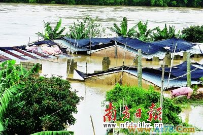 广东遭百年一遇暴雨袭击逾20市县受灾