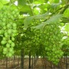 成杰农场200亩无公害优质葡萄出售