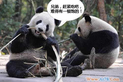 来自一群大熊猫的求救信！