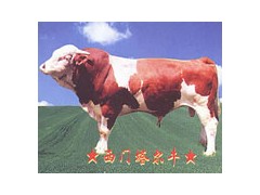 山东肉牛价格 山东肉牛价格