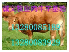 牛羊供求信息牛羊养殖信息畜牧养殖信息农业养殖信息诚义牧业