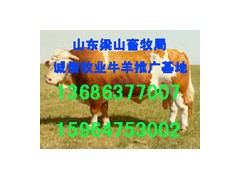 纯种种公羊波尔山羊小尾寒羊育肥肉羊改良绵羊