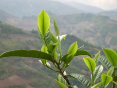 震撼促销:买等值茶叶送等值台湾正版USB免费上网卡 震撼促销:买等值茶叶送等值台湾正版USB免费上网卡