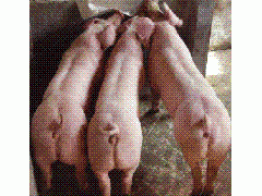 低价销售小母猪太湖猪三元瘦肉型猪 低价销售小母猪太湖猪三元瘦肉型猪