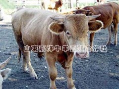 品质最优的肉牛哪里有？