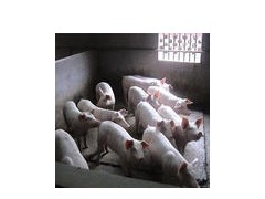 长期急售杜洛克三元双脊背苗猪长白 长期急售杜洛克三元双脊背苗猪长白