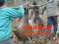 农业部推荐--恒通打野猪机，新一代电瓶打野猪机--月收万元！