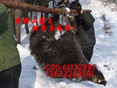 2010升级版-恒通高效电子捕猎器-月收近万-遥控捕野猪机