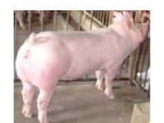 本基地急于出售一批最低价苗猪长纯种二元母猪三元杂交猪 本基地急于出售一批最低价苗猪长纯种二元母猪三元杂交猪