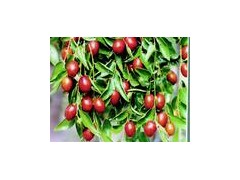 乐陵金丝小枣的营养成分及保健功能 乐陵金丝小枣的营养成分及保健功能