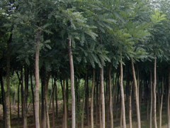 供应国槐 紫穗槐 刺槐苗