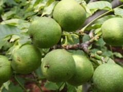 供应核桃苗 优质核桃苗