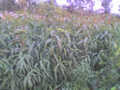 供应5-10公分山桃苗 、5-8公分山杏苗