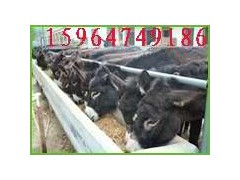 供应乌头驴德州驴养殖效益山东肉驴养殖场 供应乌头驴德州驴养殖效益山东肉驴养殖场