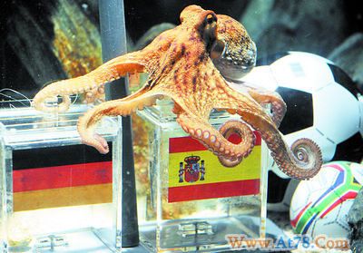 章鱼哥年老体衰不能访华婉谢来中国访问的邀约