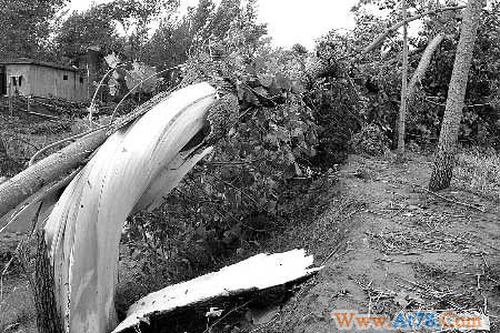 河南许昌遭龙卷风袭击5千多棵树木被折断(图)