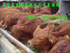 养殖场供应改良牛羊驴品种 免费电话：4006262069