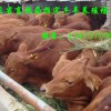 养殖场供应改良牛羊驴品种 免费电话：4006262069