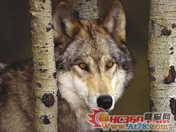 狼性领导的十大原则