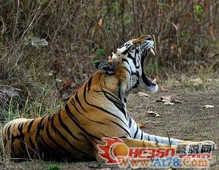 5种“动物型”老板管理风格